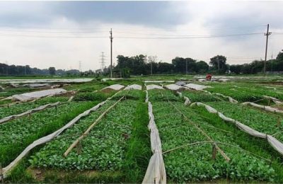 কুমিল্লায় সবজির চারা উৎপাদন: শতাধিক পরিবার স্বাবলম্বী হচ্ছে