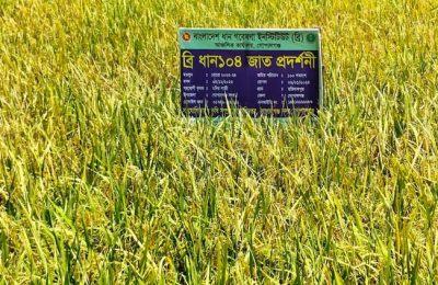 গোপালগঞ্জে প্রিমিয়ার কোয়ালিটির বাসমতি ধান উৎপাদন