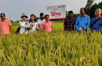 শেরপুরে হাইব্রীড ‘আপন’ জাতের ধান ক্ষেত পরিদর্শনে চীনা বিশেষজ্ঞ দল