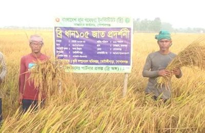 ডায়াবেটিস রোগীদের জন্য বাংলাদেশ ধান গবেষণা ইনস্টিটিউটের উদ্ভাবন ব্রি ধান-১০৫