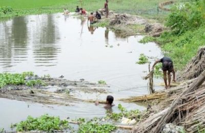 পাট গাছের পরিচর্যায় ব্যস্ত সময় পার করছেন কুমিল্লার কৃষকরা